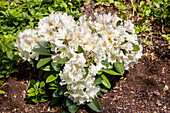 Rhododendron 'INKARHO® Yellow Scented Hedge'