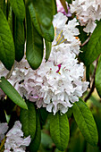 Rhododendron smirnowii 'Silver Arrow' (German)