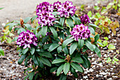 Rhododendron 'Hans Hachmann'®