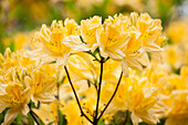 Rhododendron 'Comte de Quincey' molle