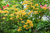 Rhododendron 'Comte de Quincey'