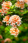 Rhododendron 'Van Houttei Flore Pleno'