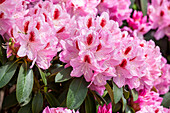 Rhododendron 'Mrs. Furnival