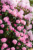 Rhododendron 'Mrs. Furnival