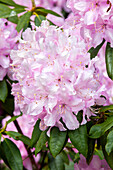Rhododendron 'Mrs. E.C. Stirling'