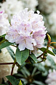 Rhododendron 'Jewess