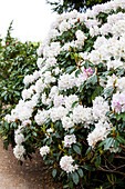 Rhododendron 'Jewess