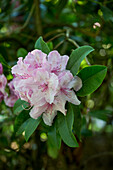 Rhododendron