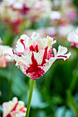 Tulipa 'Estella Rijnveld'