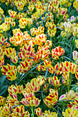 Tulipa Couleur Spectacle