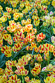 Tulipa 'Couleur Spectacle'