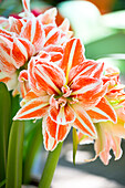 Hippeastrum 'Dancing Queen'®