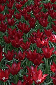 Tulipa 'Peter de Leur'