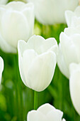 Tulipa, white