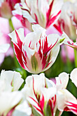 Tulipa viridiflora 'Flaming Springgreen'