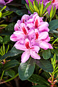 Rhododendron 'Furnivall's Daughter