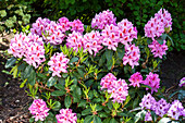 Rhododendron 'Furnivall's Daughter'.