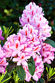 Rhododendron 'Furnivall's Daughter