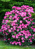 Rhododendron yakushimanum 'Anuschka'