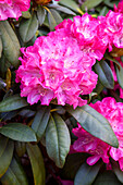 Rhododendron yakushimanum 'Anuschka'