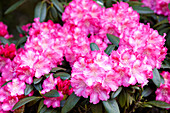 Rhododendron yakushimanum 'Fantastica'