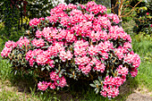 Rhododendron yakushimanum 'Beacon