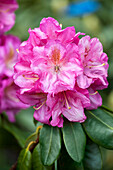 Rhododendron 'Scintillation