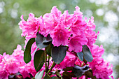 Rhododendron williamsianum 'August Lamken