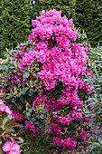 Rhododendron williamsianum 'August Lamken'