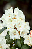 Rhododendron yakushimanum 'Snowcap