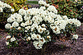 Rhododendron yakushimanum 'Snowcushion