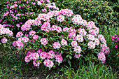 Rhododendron yakushimanum 'Nicoletta'®