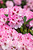 Rhododendron yakushimanum 'Nicoletta'®