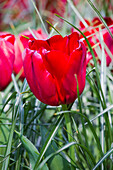 Tulipa 'Seadov'