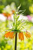 Fritillaria imperialis