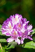 Rhododendron