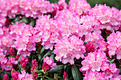 Rhododendron hybrid (large-flowered)