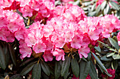 Rhododendron yakushimanum 'Pink Cherub