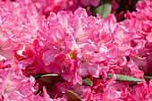 Rhododendron hybrid (large-flowered)