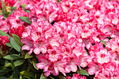 Rhododendron pink