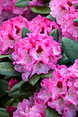 Rhododendron 'Diadem'