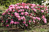 Rhododendron, rosarot