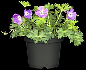 Geranium 'Rozanne'®