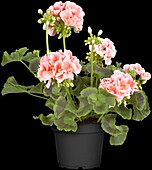 Pelargonium zonale