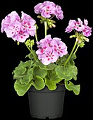 Pelargonium zonale