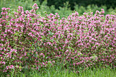 Weigela 'Kosteriana Variegata'