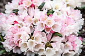 Rhododendron yakushimanum 'Koichiro Wada'