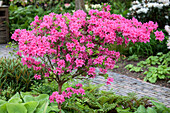 Rhododendron dauricum 'Splendens'