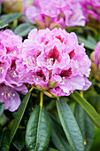 Rhododendron insigne 'Countess Sonja