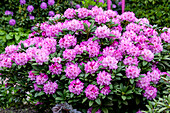 Rhododendron hybride (großblumig)